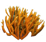 neoncoral